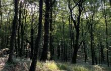 Лісовий пейзаж Закарпаття