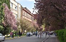 Ужгород, сакури