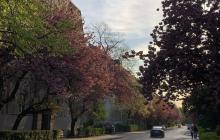 Вулиця Олександра Довженка