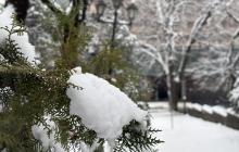 Сніг на гілці