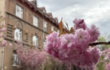 Ужгород, сакури