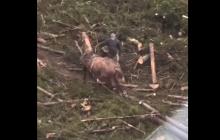 Закарпатець знущається з тварини