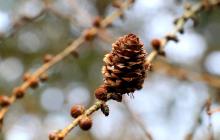 Гілка з шишками