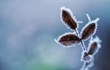 Рослина на морозі