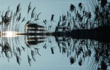 Вода й очерет