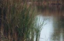 Берег річки