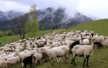 Вівці на господарстві