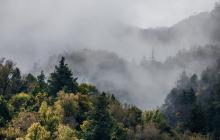 Ліс