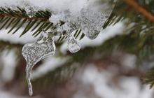 Гілка на морозі