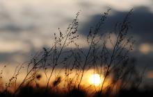 Небо, хмари, сонце, сухостій