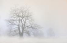 Дерево в тумані