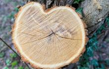 Дерево, пень