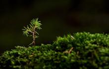 Пагінець деревця