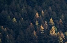 Лісовий пейзаж