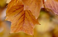 Осіння листя