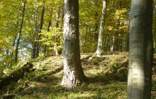 Ужанський нацпарк