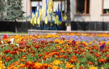 Чорнобривці на площі Поштовій біля міськради в Ужгороді