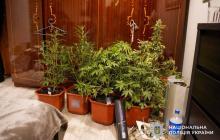 Кущі коноплі