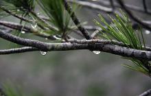 Краплі води на гілці