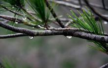 Мокрі гілки дерева