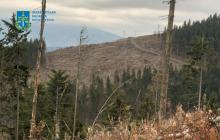 Територія незаконних рубок у Карпатах