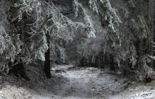 Зображення ілюстративне: зимовий ліс