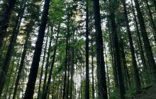 Лісова місцевість