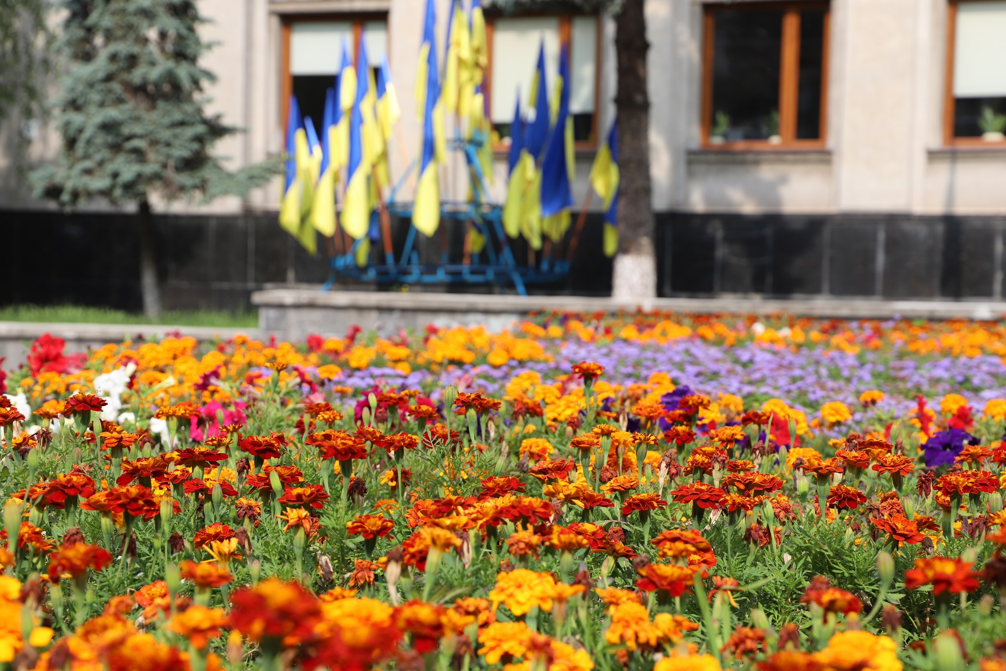 Чорнобривці на площі Поштовій біля міськради в Ужгороді