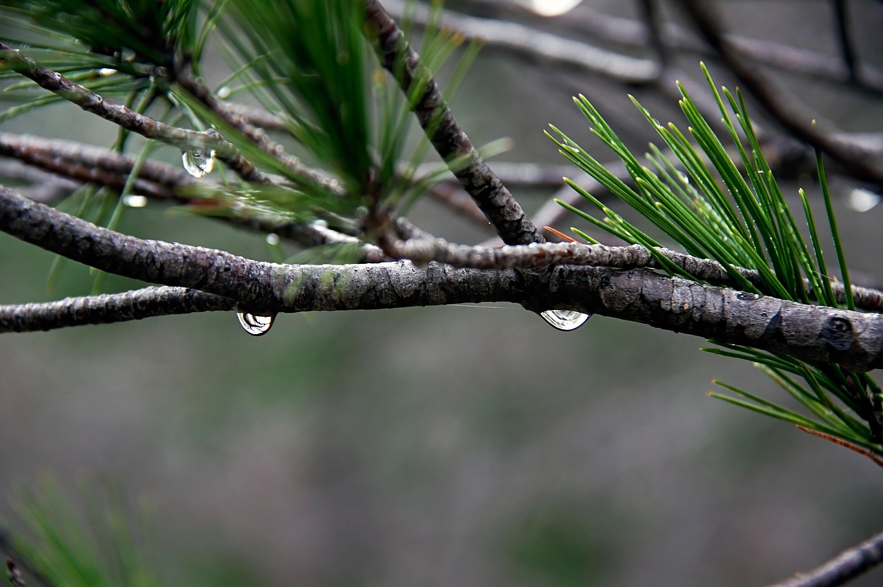 Мокрі гілки дерева