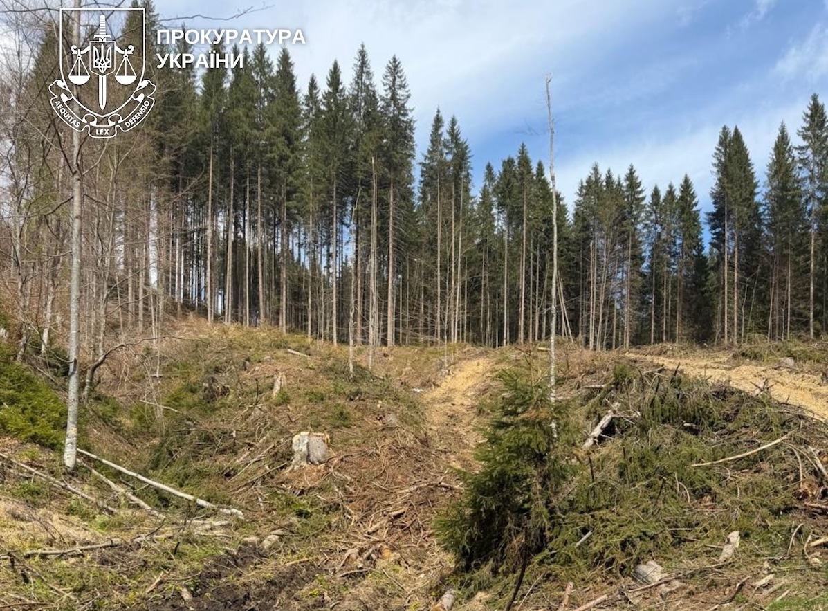 Ліс, рубки дерев